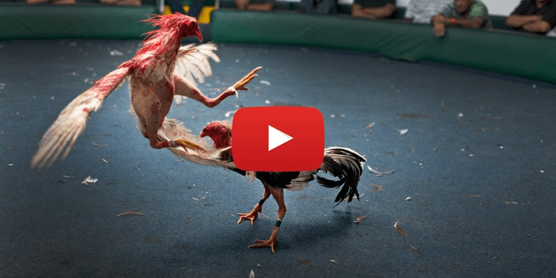 Xem đá gà ở đâu hấp dẫn và uy tín cho anh em kê thủ? Xem đá gà ở đâu? Chuyên mục đá gà trực tiếp hấp dẫn tại Daga