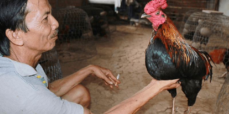 Cách lai tạo gà đá cựa - Kinh nghiệm thành công cho sư kê Áp dụng cách lai tạo gà đá cựa chuẩn sẽ cho ra giống gà tốt