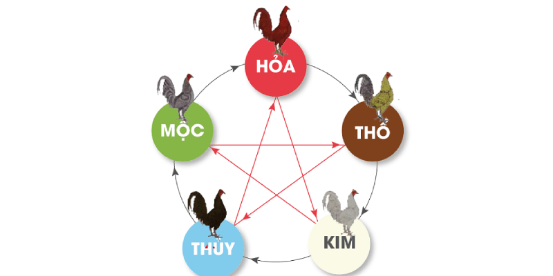 Hướng dẫn cách xem màu mạng gà đá chính xác 100% Có rất nhiều cách xem màu mạng gà đá khác nhau