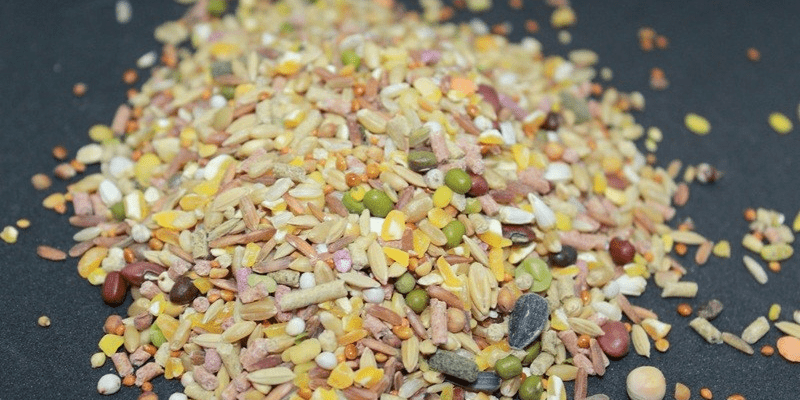 Ngũ cốc cho gà đá và những điều sư kê cần lưu ý Chú ý cách trộn ngũ cốc để chiến kê có thể thi đấu đạt kết quả cao