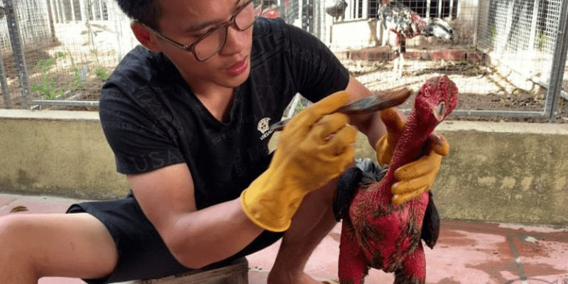 Nguyên tắc chăm sóc gà chọi sư kê nhất định phải làm Chăm sóc gà đá với chế độ dinh dưỡng khoa học