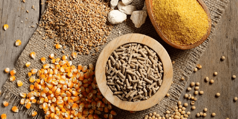 Chế độ chăm sóc gà đặc biệt hiệu quả cho sư kê Chế độ dinh dưỡng là chế độ chăm sóc gà đặc biệt