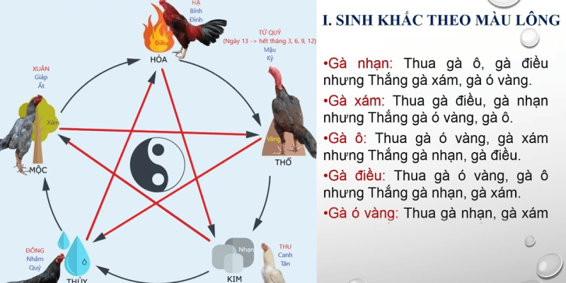 Hướng dẫn cách xem màu mạng gà đá chính xác 100% Mỗi nhóm màu lông sẽ tương ứng với ngũ hành Kim, Mộc, Thủy, Hỏa, Thổ