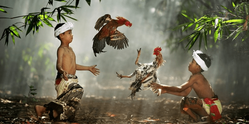 Cách làm nước cho gà chọi với hướng dẫn đầy đủ từ A đến Z Làm nước cho gà chọi và chú ý cách phun