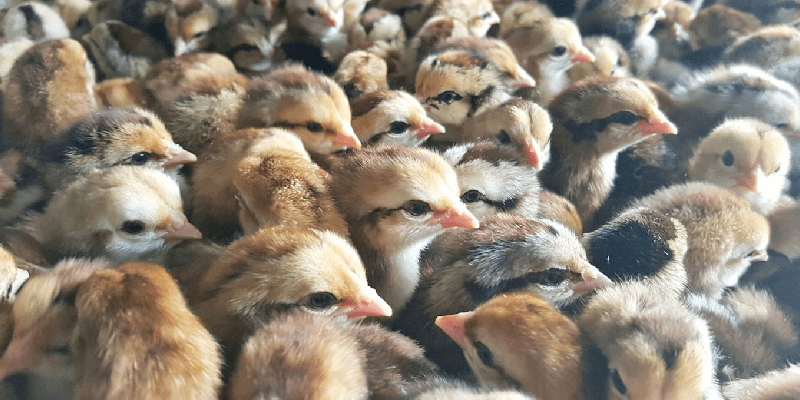 Nguyên tắc chăm sóc gà chọi sư kê nhất định phải làm Sư kê lựa chọn giống gà đảm bảo trước khi nuôi dưỡng
