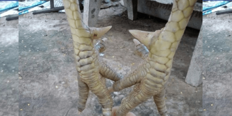 Vảy gà tứ quý là gì? Khả năng chiến đấu của chiến kê vảy tứ quý Chiến kê sở hữu vảy tứ quý đá hay, ra đòn hiểm, chính xác