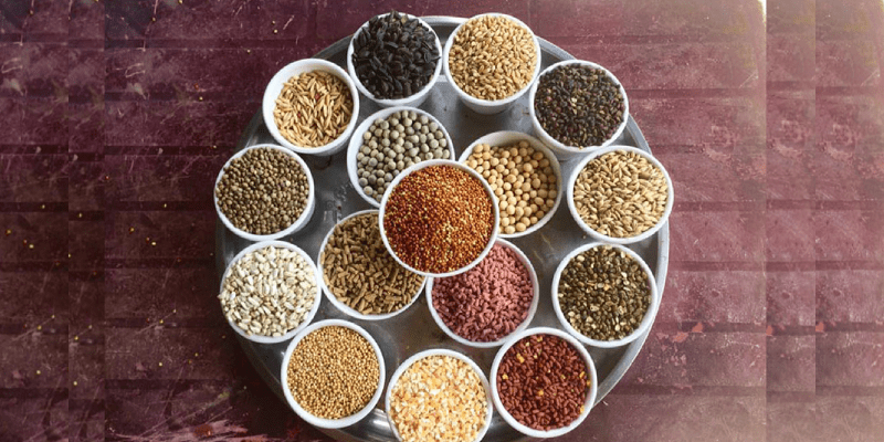 Vảy gà tứ quý là gì? Khả năng chiến đấu của chiến kê vảy tứ quý Gà chọi cần có không gian sống sạch sẽ, thoáng đãng