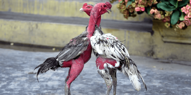Cách chọn gà chọi đá hay - Chìa khóa cho chiến thắng Lựa chọn gà chọi từ nguồn gốc và dòng giống ưu tú. Cách chọn gà chọi đá hay
