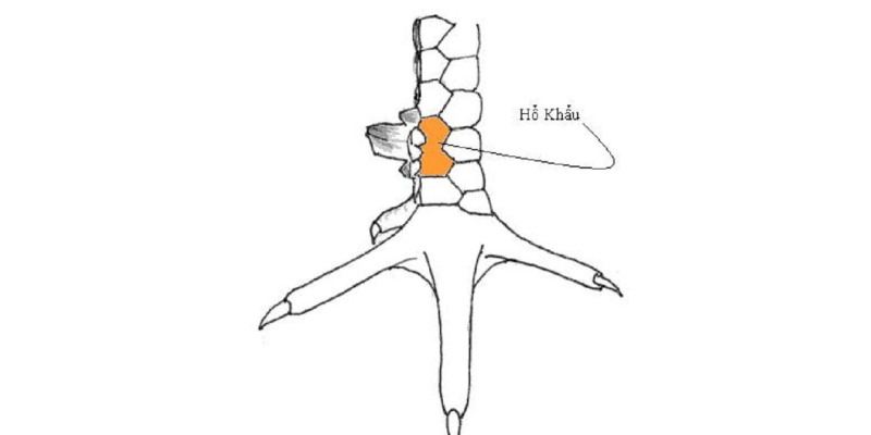 Vảy hổ khẩu - Huyền thoại gà chọi với đòn đá hiểm hóc Vảy miệng cọp và những câu chuyện liên quan
