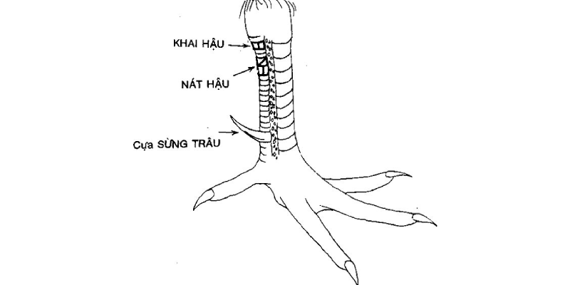 Vảy hổ khẩu - Huyền thoại gà chọi với đòn đá hiểm hóc Đặc điểm nhận dạng vảy miệng cọp chi tiết từ A đến Z