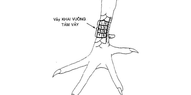 Vảy hổ khẩu - Huyền thoại gà chọi với đòn đá hiểm hóc Khám phá sự đa dạng các loại hình của vảy miệng cọp