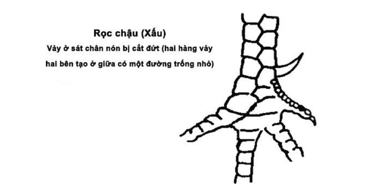 Vảy hổ khẩu - Huyền thoại gà chọi với đòn đá hiểm hóc Biểu tượng của lòng dũng mãnh, bản lĩnh phi thường
