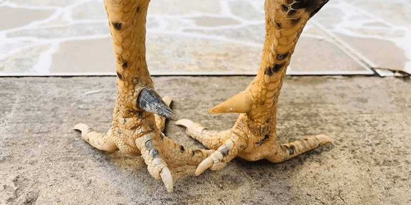 Tổng hợp các cựa gà đá thường gặp với dấu hiệu nhận biết điển hình Gà đá cựa giầy có biệt tài riêng biệt