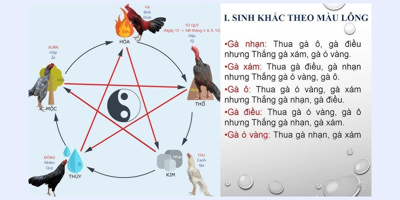 Hướng dẫn cách xem ngày đá gà chi tiết từ A - Z Cách xem ngày gà đá theo 12 con giáp