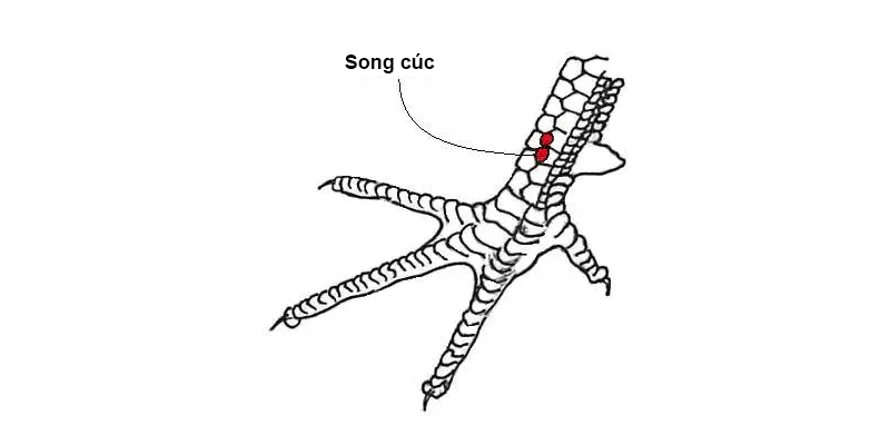 Vảy song cúc là gì? Gà vảy song cúc đá tốt không? Gà chọi sở hữu vảy song cúc không được đánh giá cao
