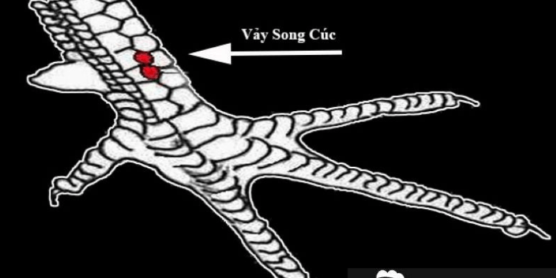 Vảy song cúc là gì? Gà vảy song cúc đá tốt không? Nên cân nhắc kỹ lưỡng khi quyết định chọn gà chọi vảy song cúc