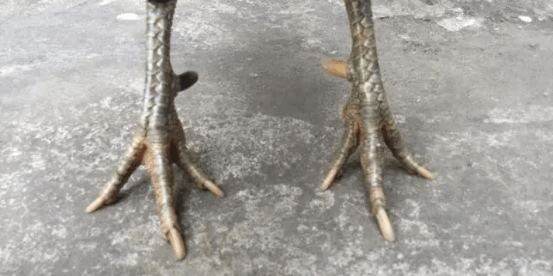 Tổng hợp các cựa gà đá thường gặp với dấu hiệu nhận biết điển hình Gà chọi sở hữu cựa nhật nguyệt rất được các sư kê săn đón