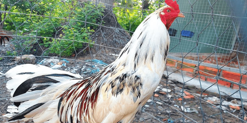 Gà Asil - Chiến binh bất bại trong các trận chọi kê Cặp mắt sắc bén, linh hoạt của gà chọi Asil