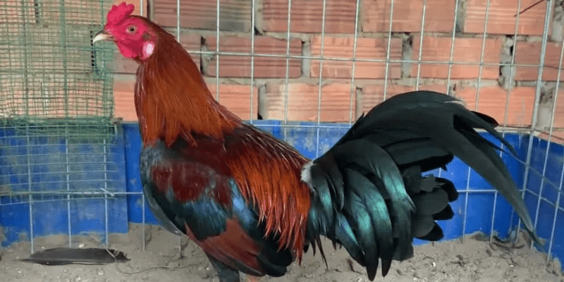 Gà Asil - Chiến binh bất bại trong các trận chọi kê Lối đá độc đáo của Asil giúp hạ gục đối thủ nhanh chóng